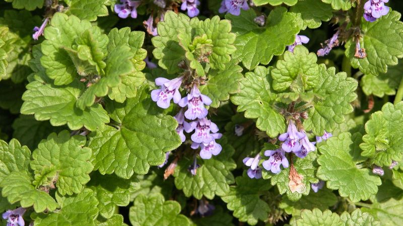 Creeping Charlie (Ground Ivy)