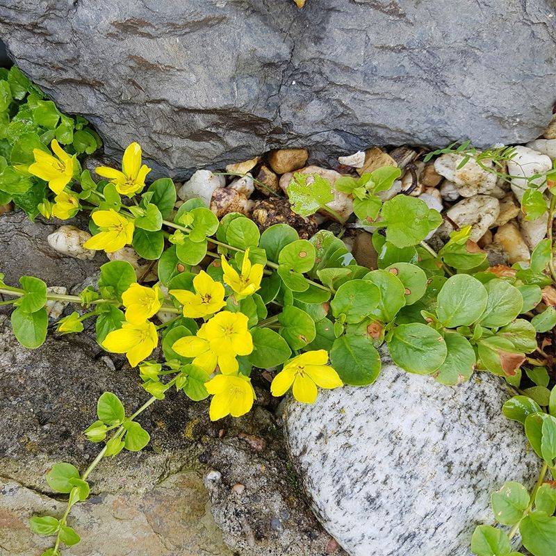 Creeping Jenny