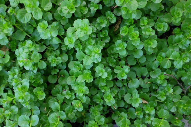 Creeping Jenny