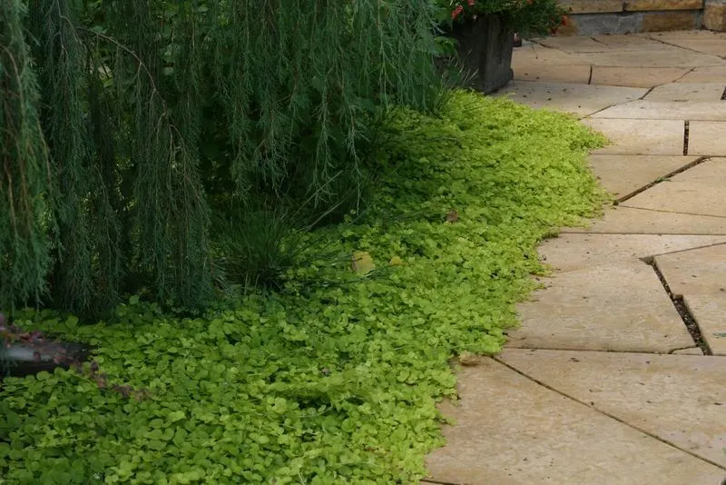 Creeping Jenny
