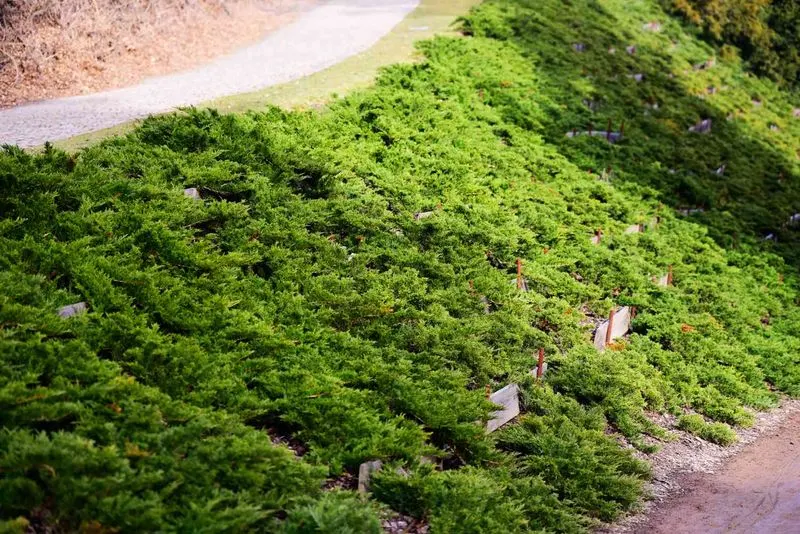 Creeping Juniper