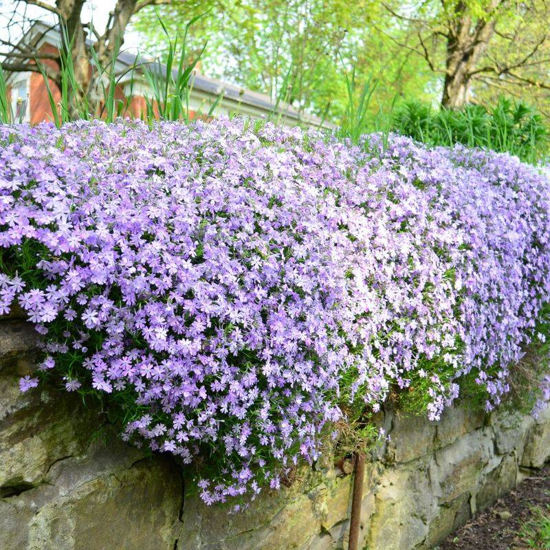 Creeping Phlox