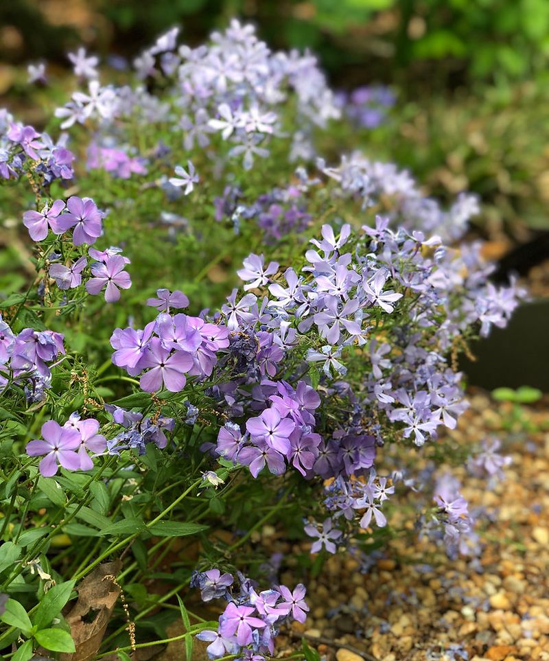 Creeping Phlox