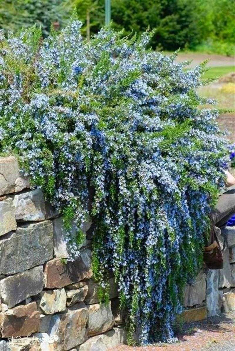 Creeping Rosemary