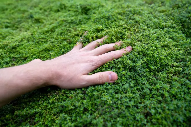 Creeping Thyme