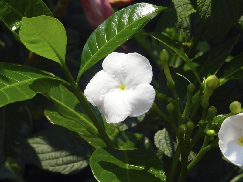 Crepe Jasmine