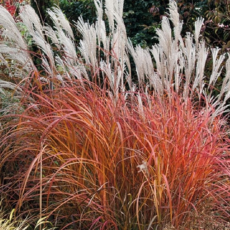 Crimson Flag Grass