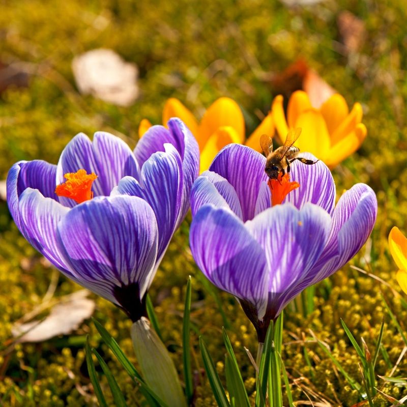 Crocus