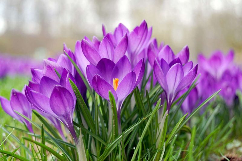 Crocuses