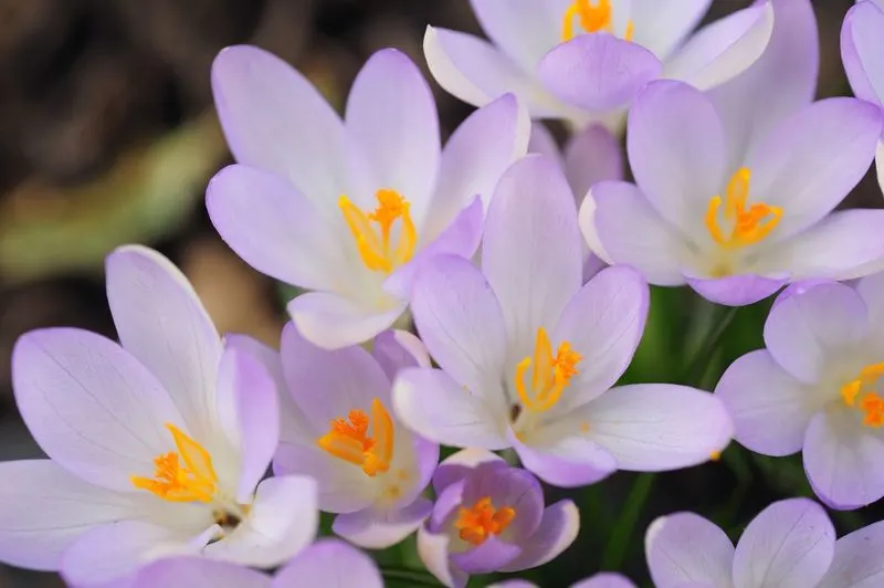 Crocuses