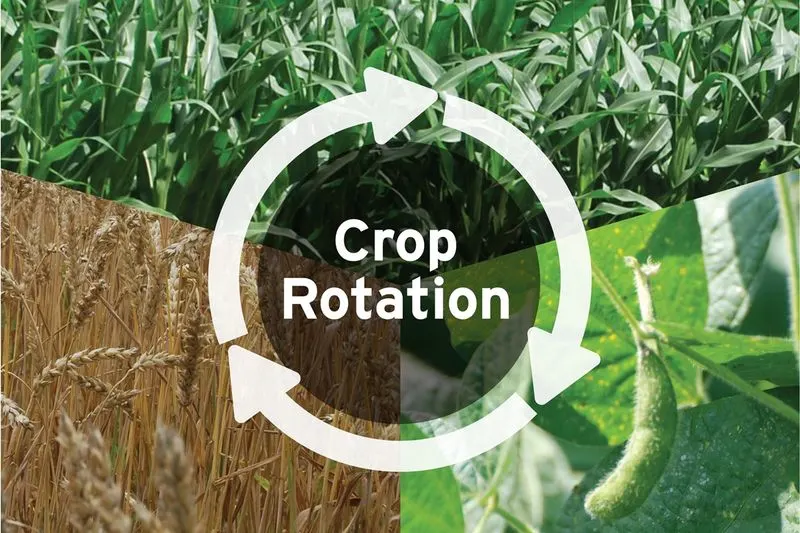 Crop Rotation