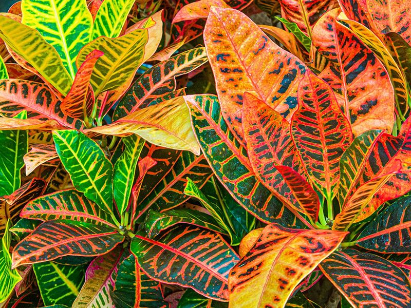 Croton (Codiaeum variegatum)