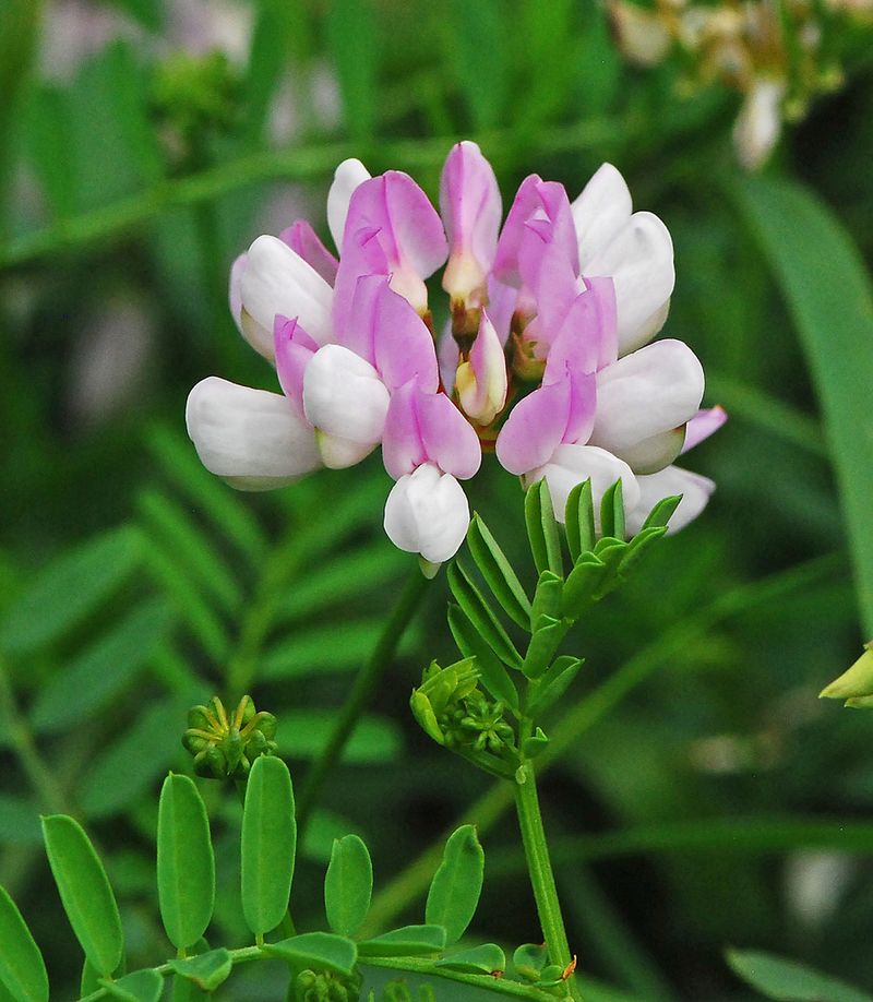 Crown Vetch