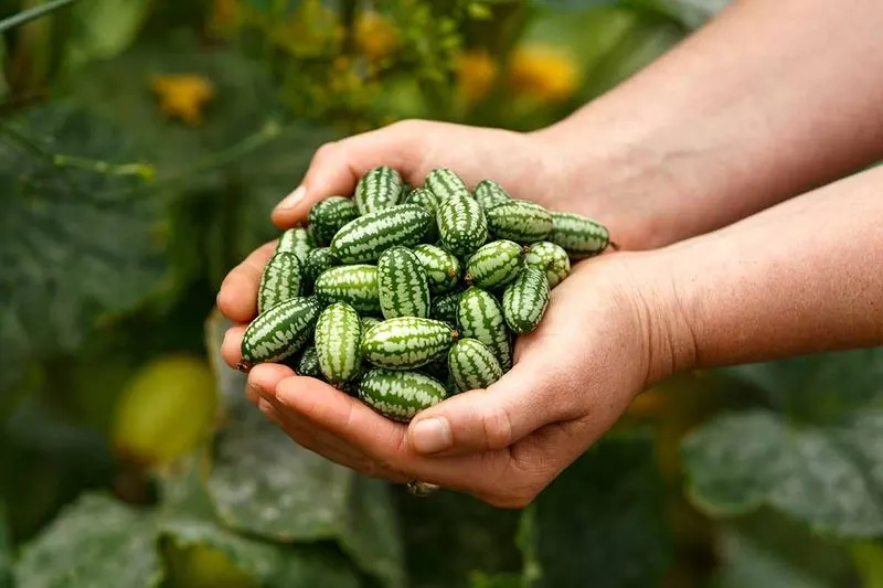 Cucamelon