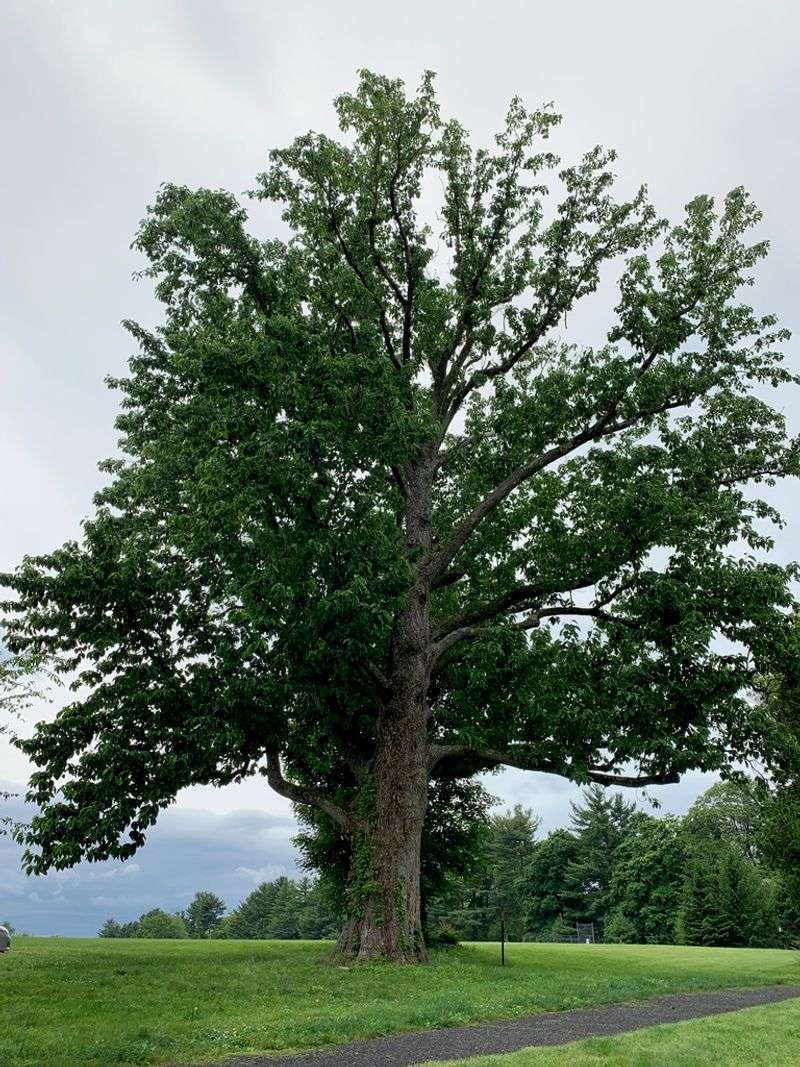 Cucumber Tree