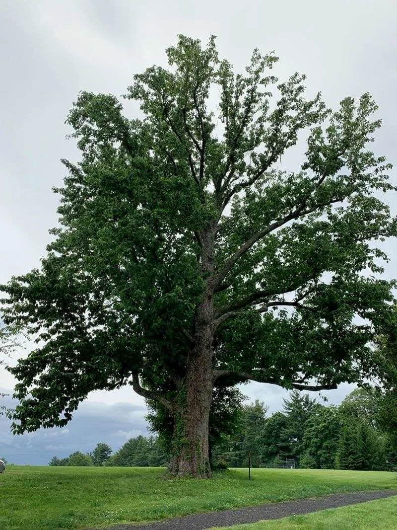 Cucumber Tree