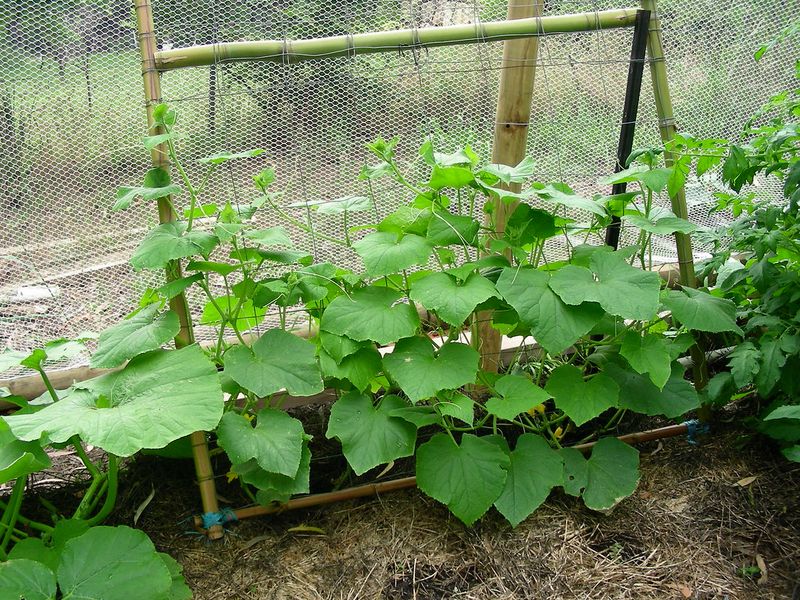 Cucumbers