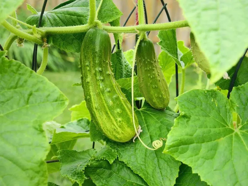 Cucumbers