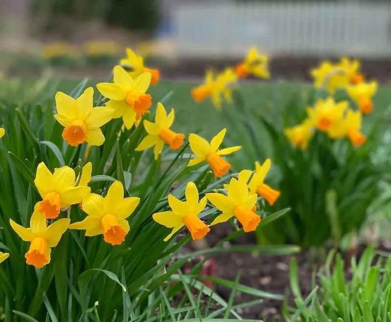 Daffodil