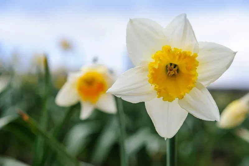 Daffodil