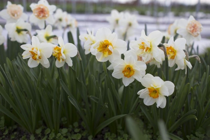 Daffodils