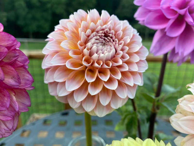 Dahlias