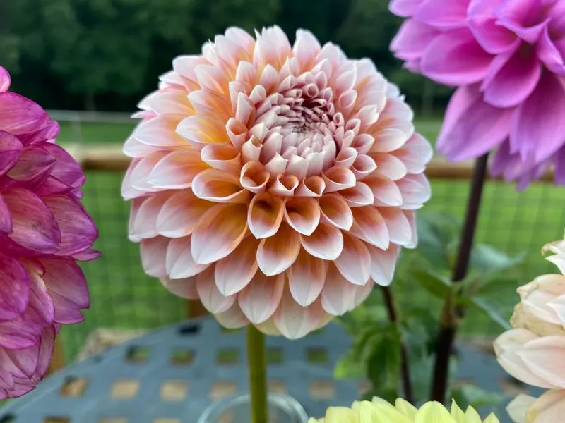 Dahlias