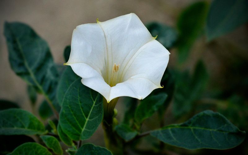 Datura