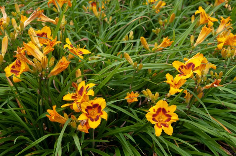 Daylilies