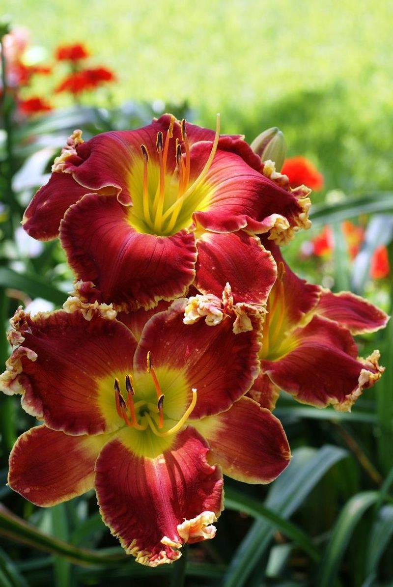 Daylily