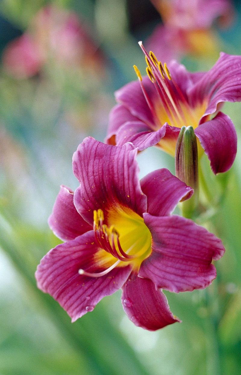 Daylily