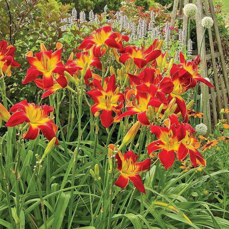 Daylily (Hemerocallis)