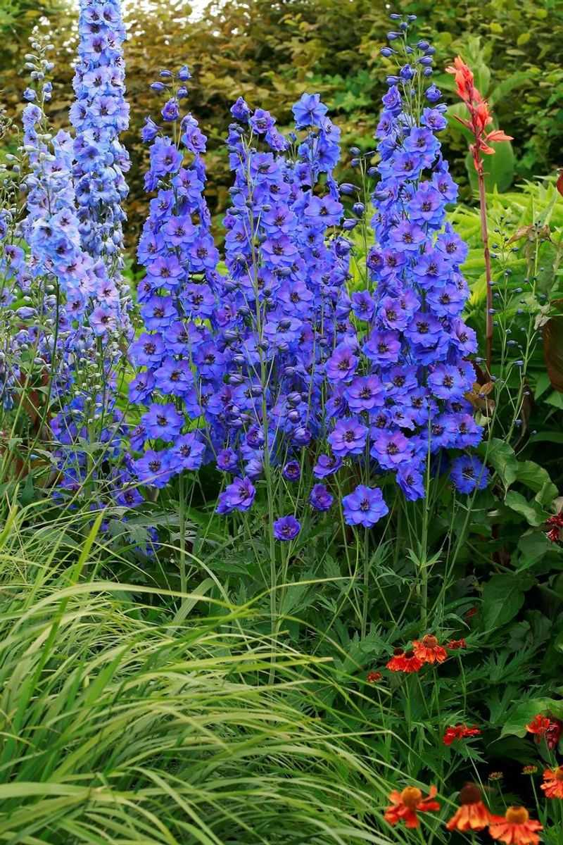 Delphinium