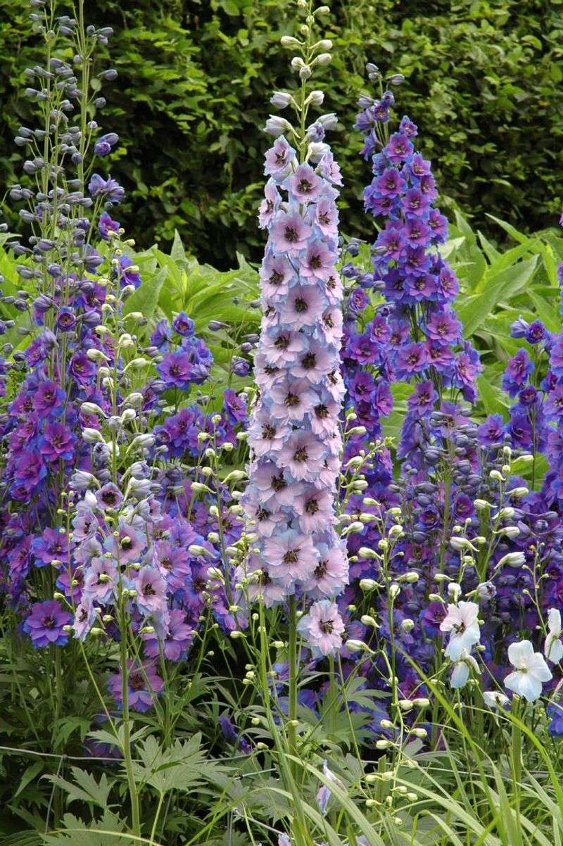 Delphinium