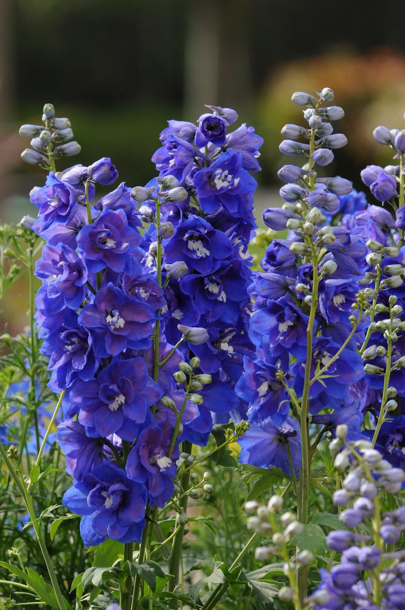 Delphinium (Delphinium elatum)