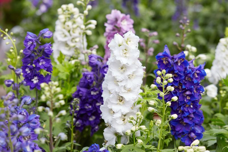 Delphinium elatum (Delphinium)