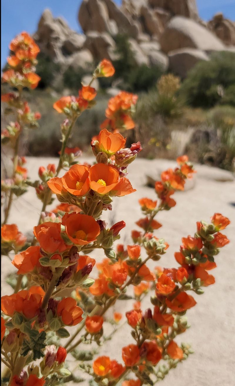 Desert Globemallow