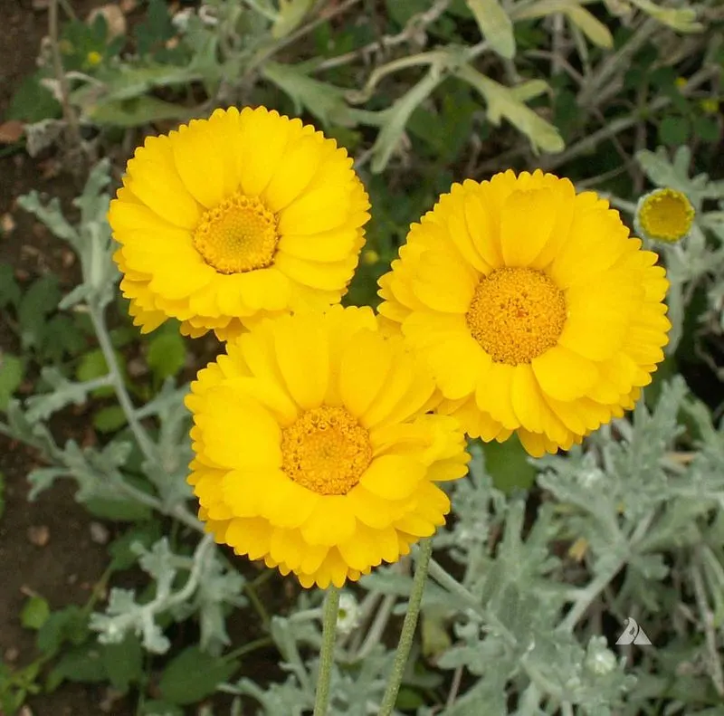 Desert Marigold