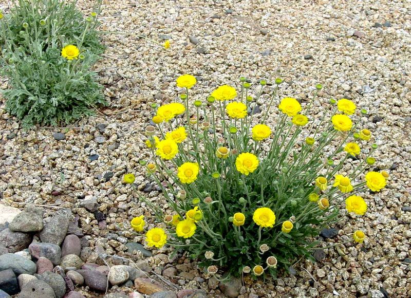 Desert Marigold