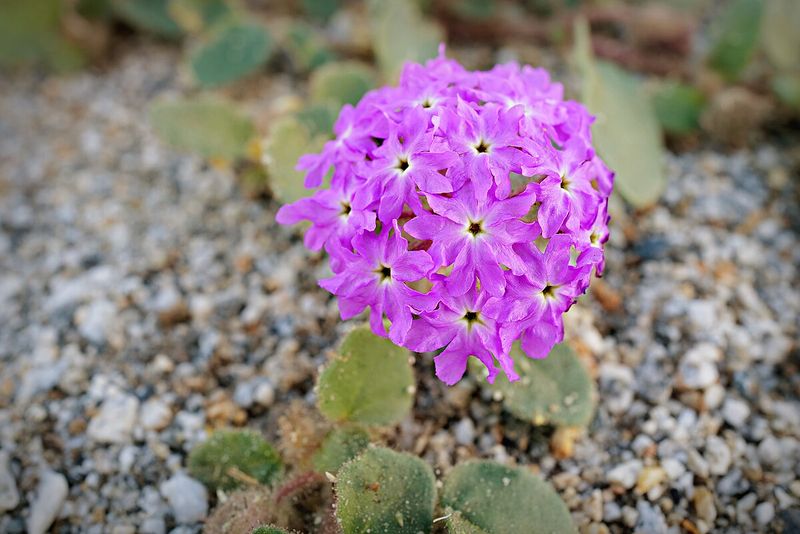 Desert Sand Verbena (Abronia villosa)