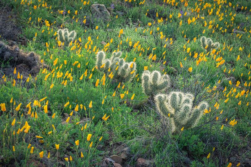 Desert Wildflowers