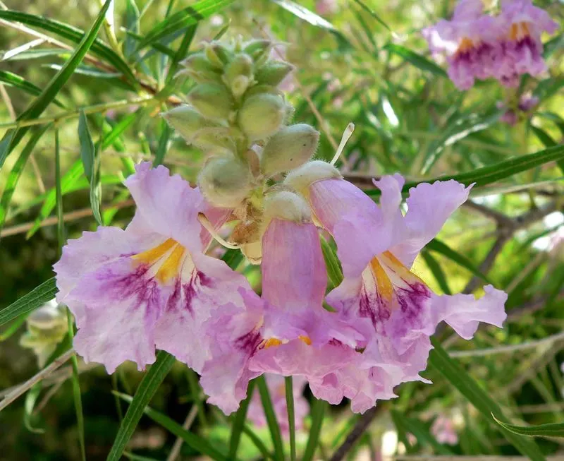 Desert Willow