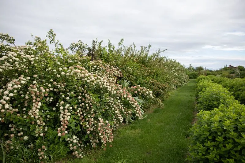 Design a Hedge Row