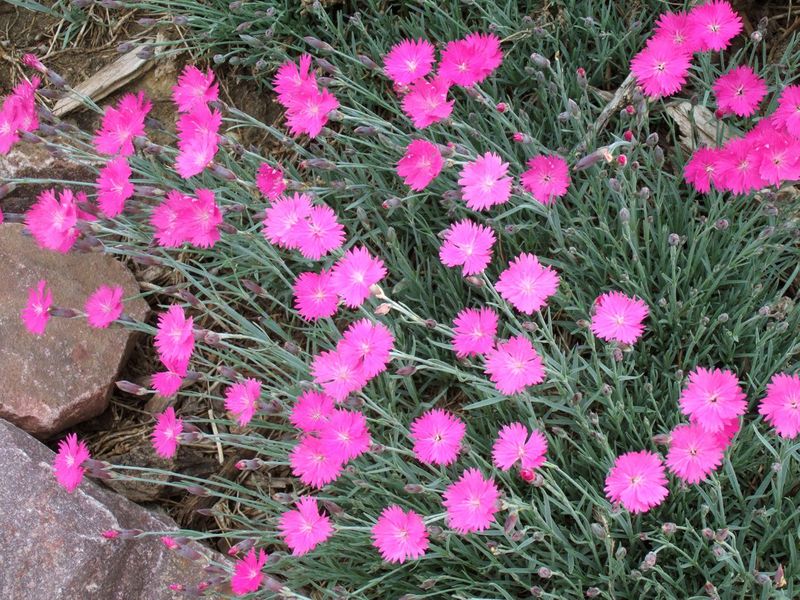 Dianthus (Pinks)