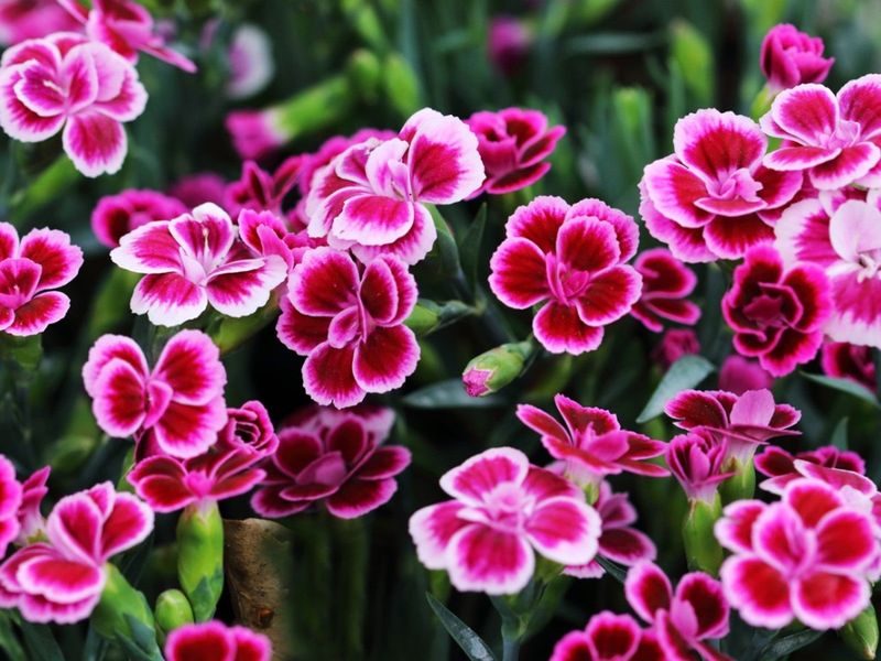 Dianthus