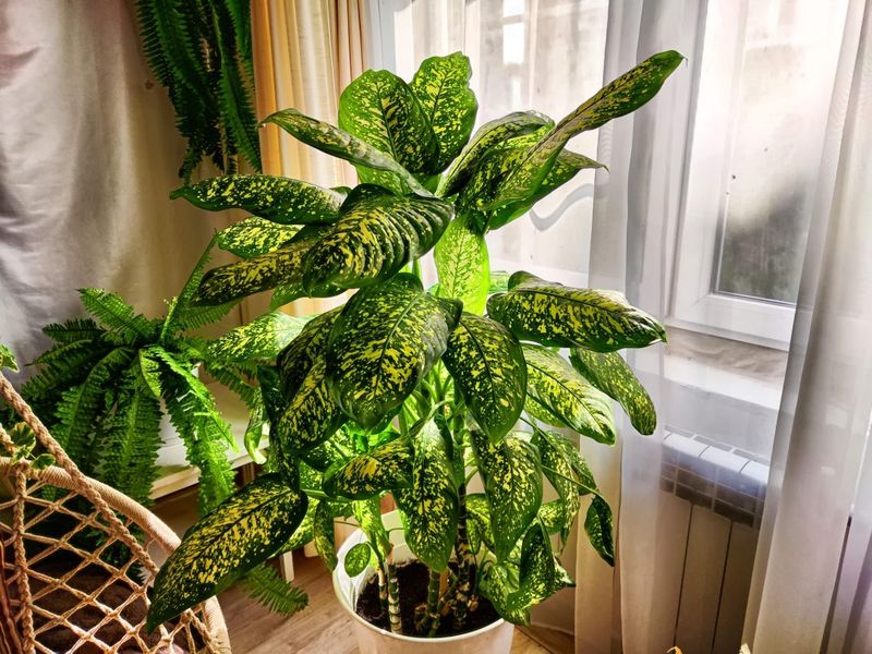 Dieffenbachia (Dumb Cane)