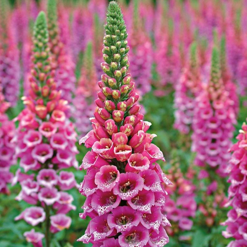 Digitalis (Foxglove)