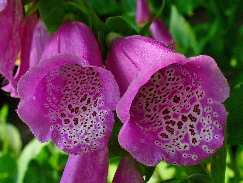 Digitalis purpurea (Foxglove)