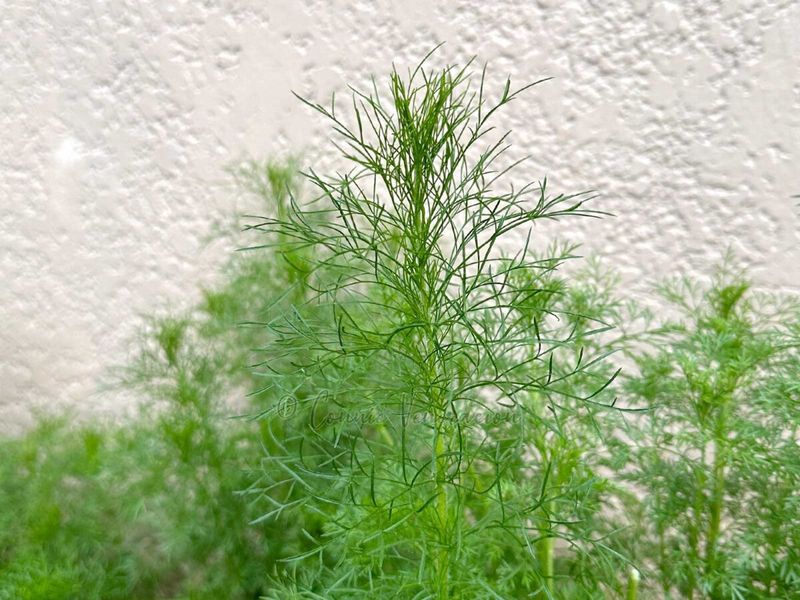 Dill