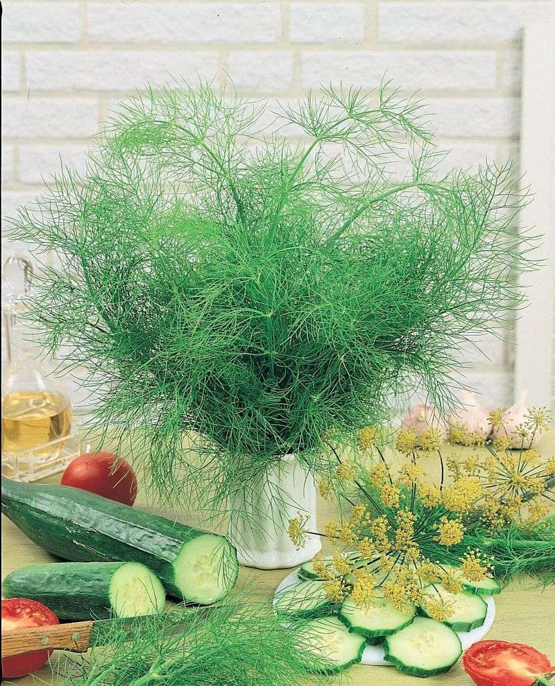 Dill